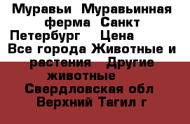 Муравьи, Муравьинная ферма. Санкт-Петербург. › Цена ­ 550 - Все города Животные и растения » Другие животные   . Свердловская обл.,Верхний Тагил г.